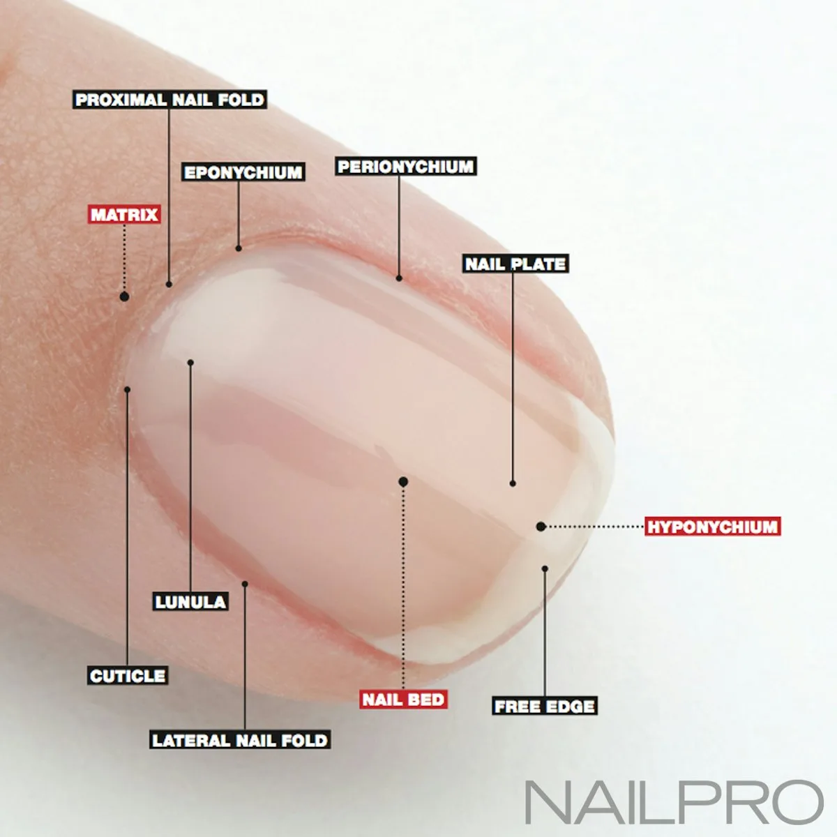What are the main parts of a nail What are the main parts of a nail