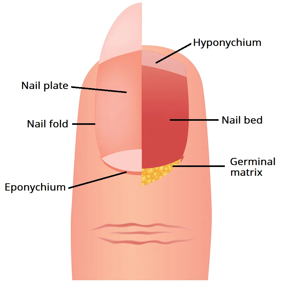 What is the anatomy of a nail What is the anatomy of a nail