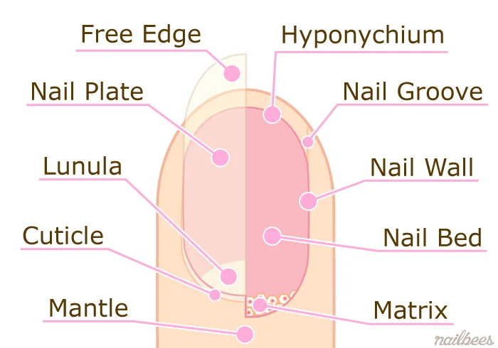 What is the main function of nails What is the main function of nails
