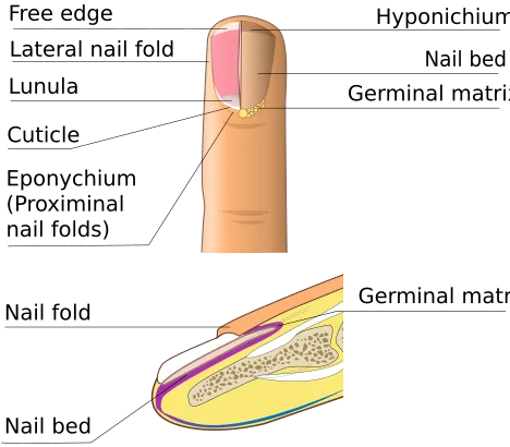 What is the structure and biological function of nails What is the structure and biological function of nails