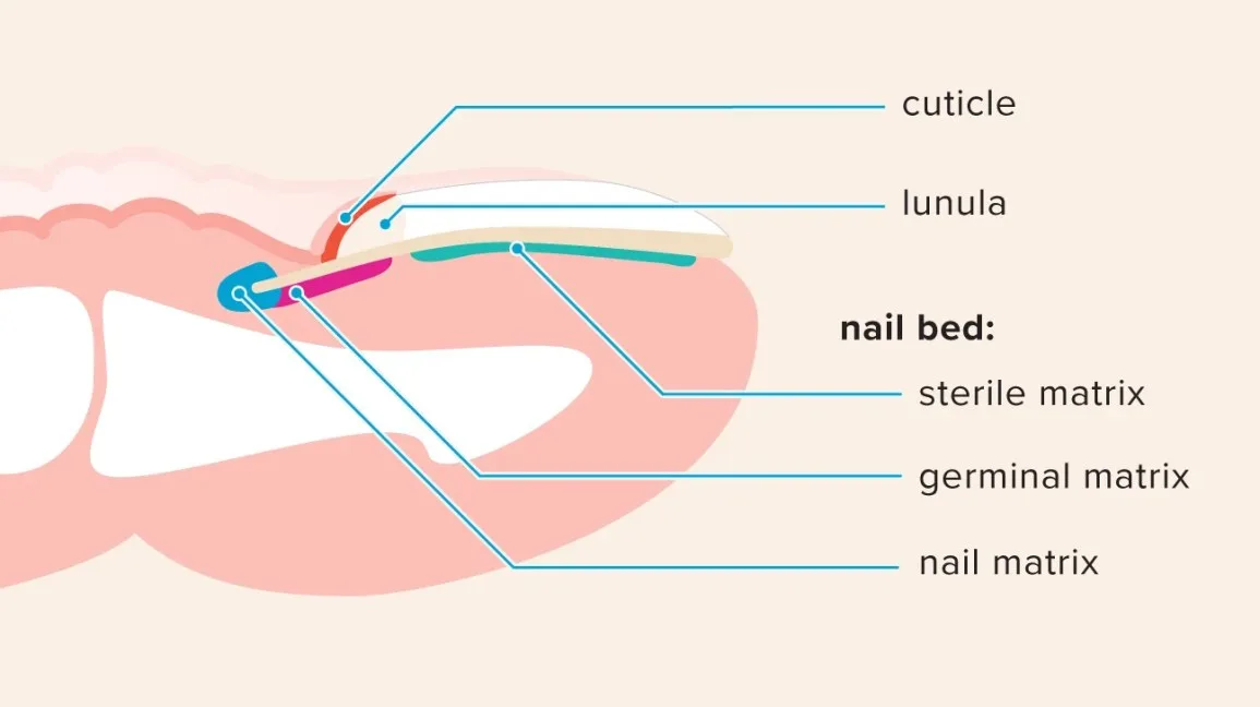 Why is the nail matrix important Why is the nail matrix important